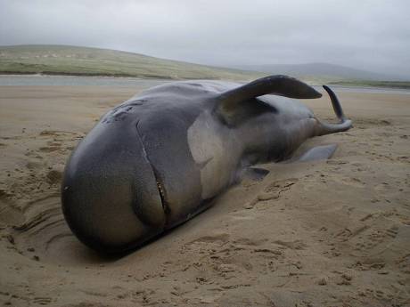 The dead pilot whale on Glengad beach