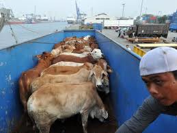 Stop live animal exports -respect all beings right to life-go vegan.