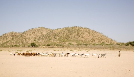 Boy Herding Goats