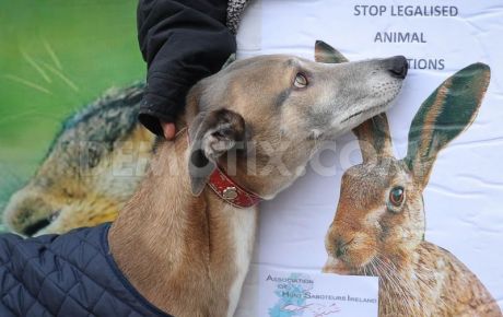 Greyhound and hare suffer in coursing...only the fans get a kick from this cruelty