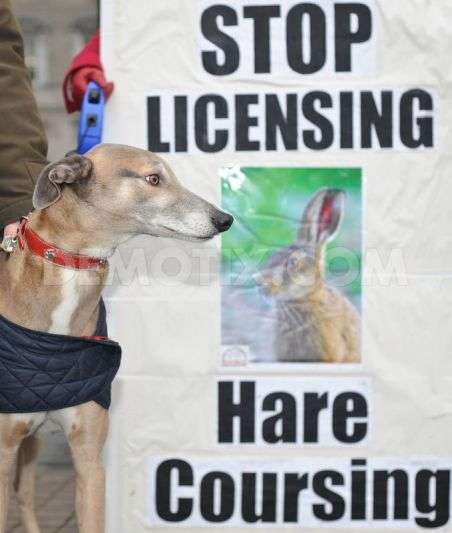 greyhound on picket duty...