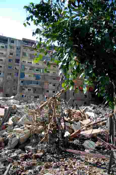 Tree and Rubble