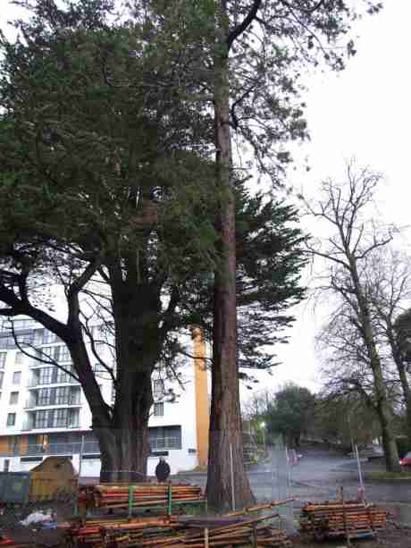 A view of the Monterey Cypress, Giant Redwood and Turkey Oak from the other side