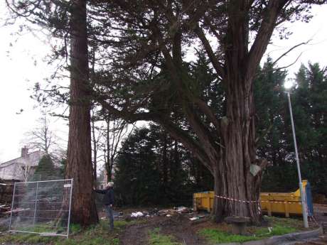 Me beside Giant Redwood (Seqoiadendron giganteum) - Height - 23.5m GIRTH (tree circumference at a height of 1.3 from ground level) - 3.70m.  On the right is Monterey Cypress Chicken Tree 2 -(Cupressus macrocarpa) Mature - Height 29.5 m, Girth  6.20 m