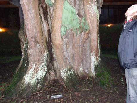 me beside tree at UL