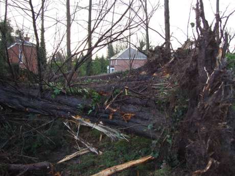 Felled trees