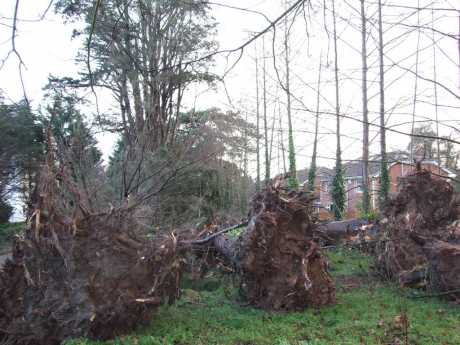 felled trees with 35m high 200 year old Monterey Cyprus in background