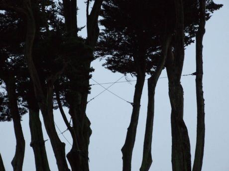 Helping branches against strong winds