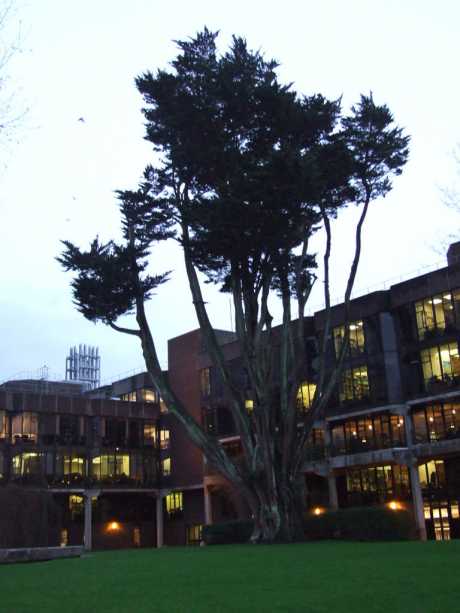 Monterey Cypress at University of Limerick, doing very well after some years of care