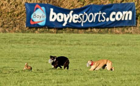 Hare coursing at Clonmel...with Boylesports banner displayed to highlight its sponsorship
