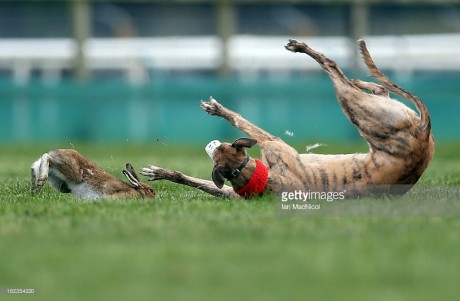 Hare coursing...sponsors withdrawing one by one...