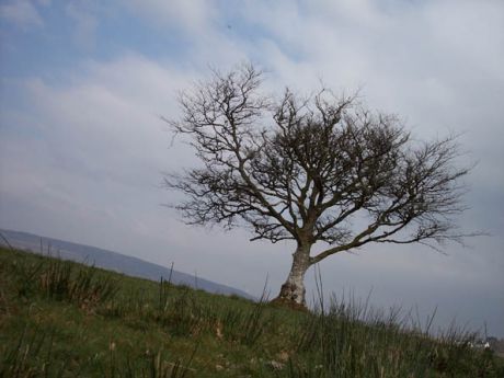 A lone tree standing