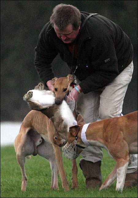 hare mauled by dogs at coursing event