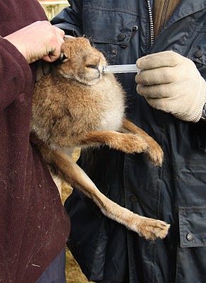 captive hare prior to coursing