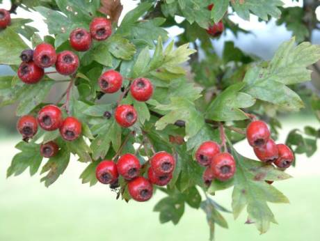 Hawthorn berries