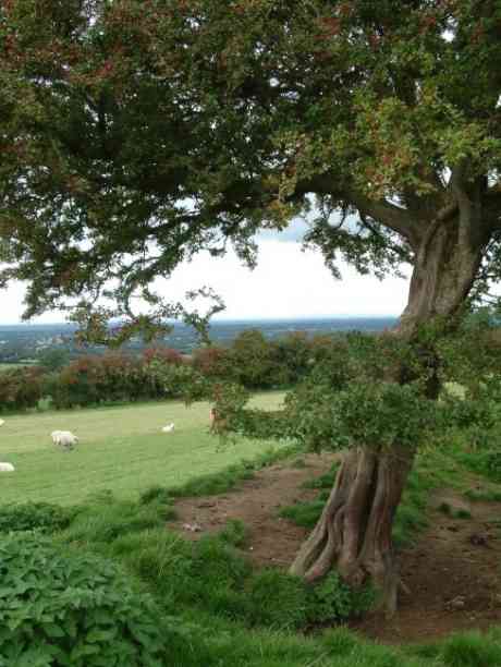 Hawthorn Tree on Hill of Tara